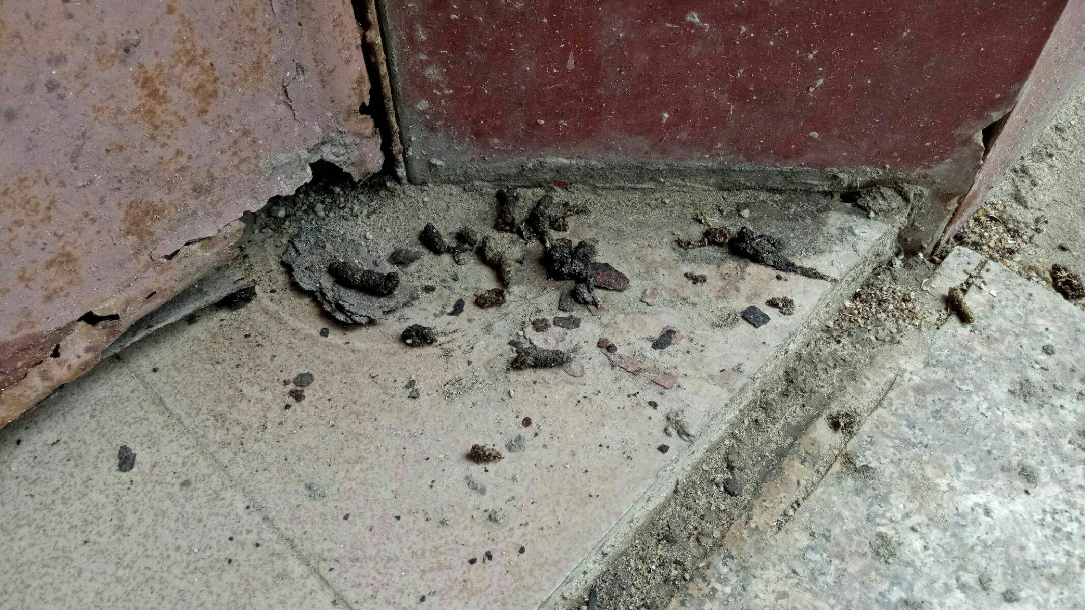 母老鼠怎么灭鼠,灭老鼠的最佳方法