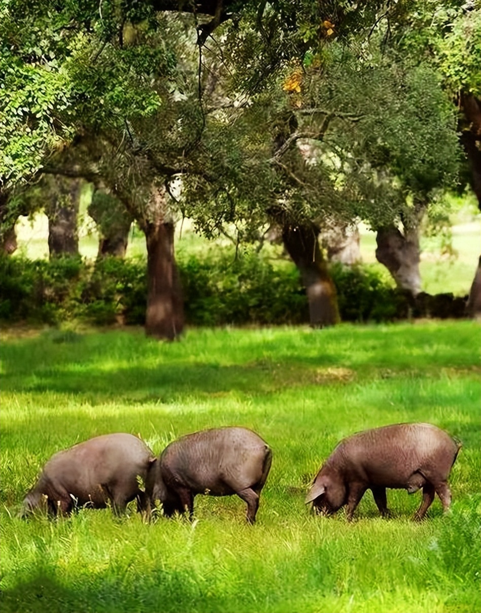 浙江土豪伊比利亚火腿,消博会商品价格