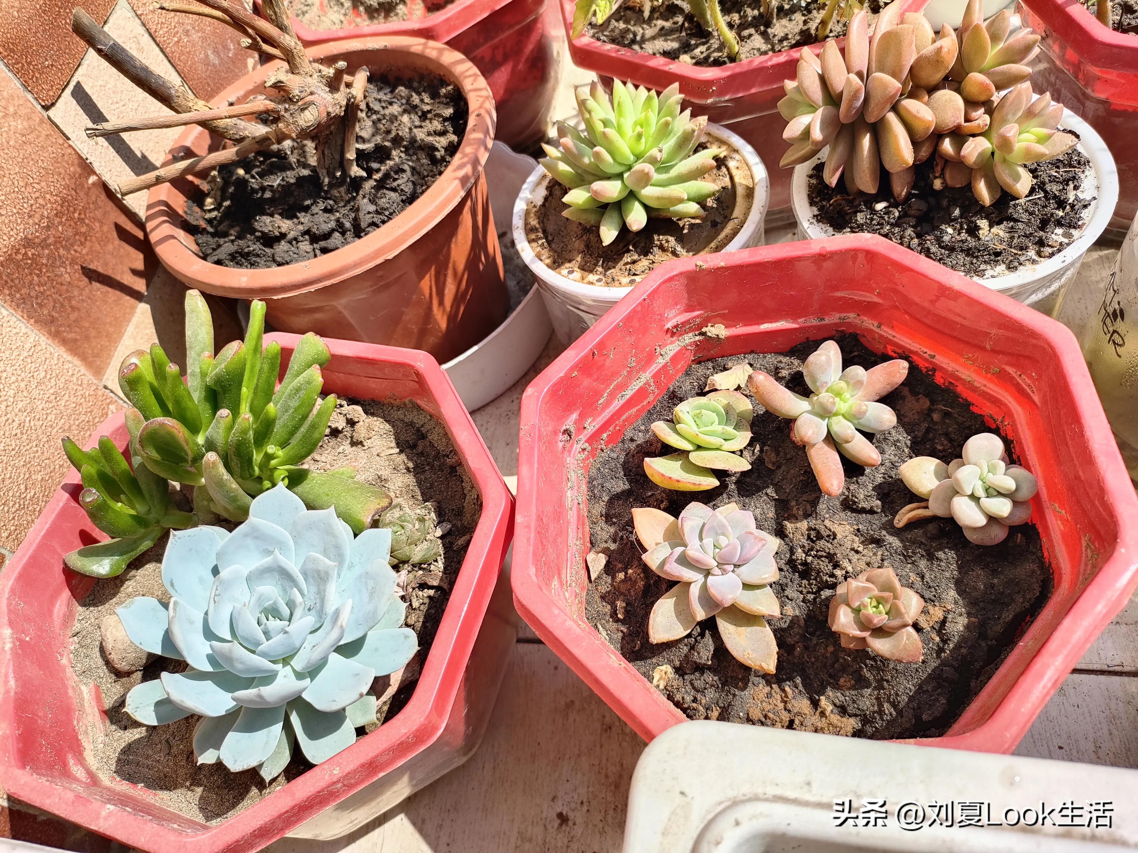 阳台种这些东西，让你舍不得离开，中年油腻女也阳光