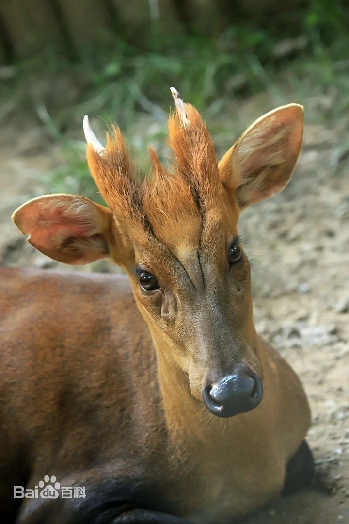 人类起源新说,人类起源新论完整版