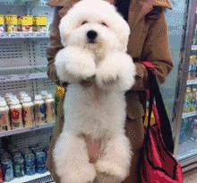 比熊泪痕严重怎么才能治好呢,比熊泪痕怎么消除最快