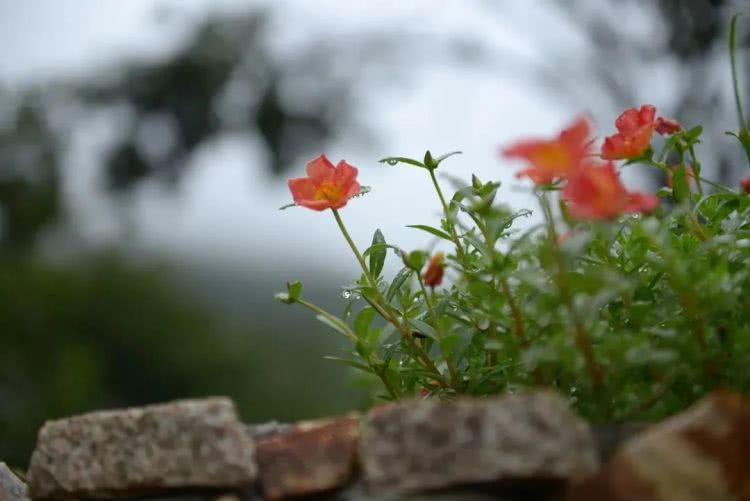 聚龙小镇：离城不离尘的心灵