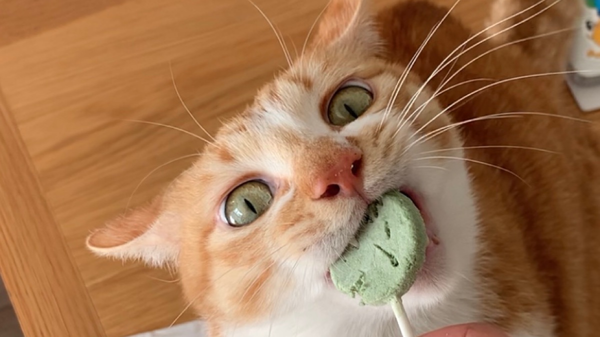 捡来猫咪养不熟的表现,领养的猫咪不粘人养不熟怎么办