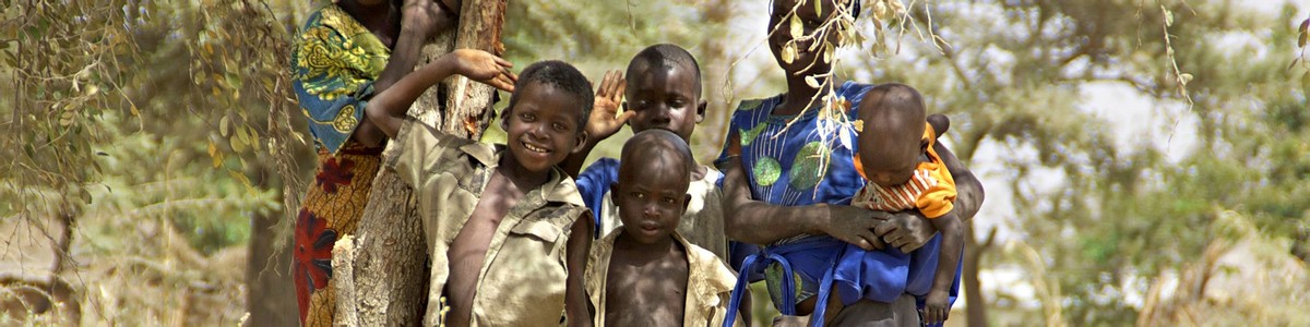 藤黄水果,藤黄科的水果有哪些