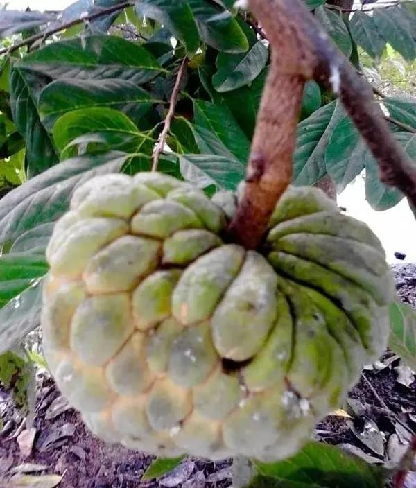 100多种罕见水果欣赏,100种罕见水果名字