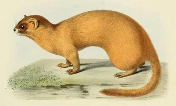 真实的黄鼠狼能变成人形吗,黄鼠狼与人类发生的真实事件