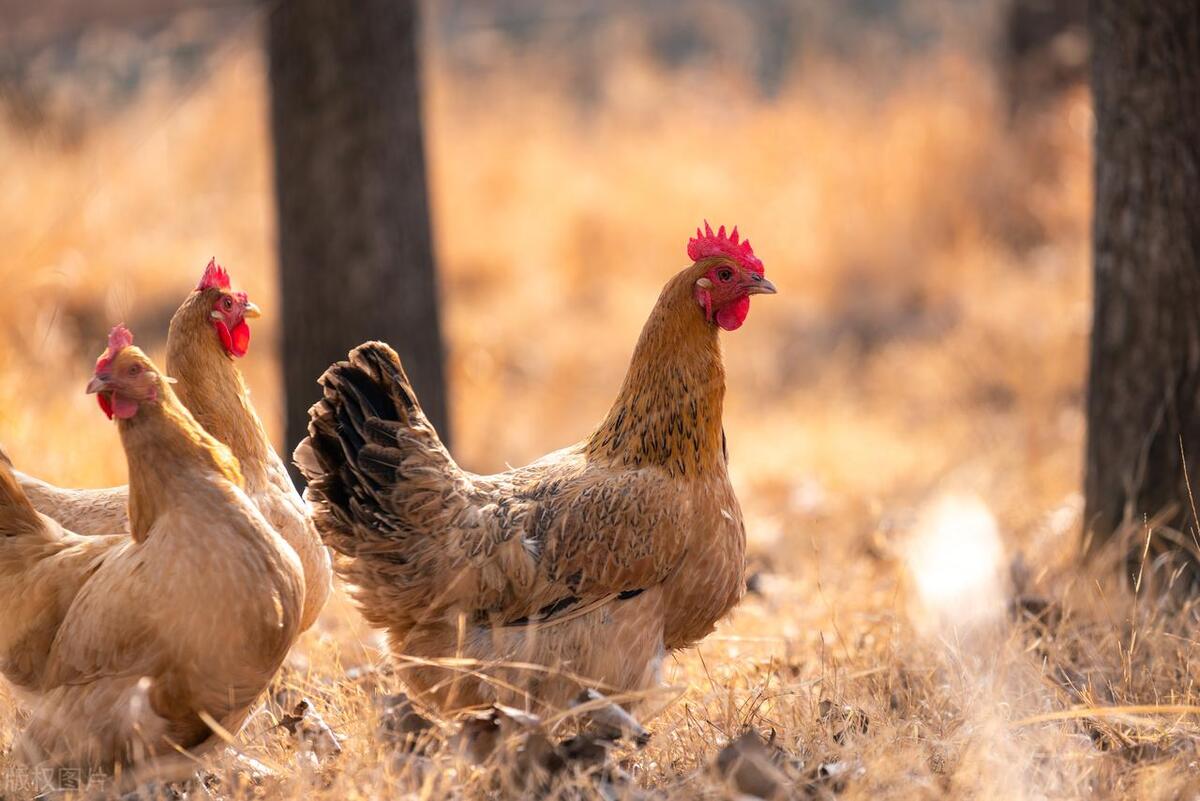 小姑娘赔钱卖土鸡17天赚到700万,土鸡卖一元一只一年能赚180万