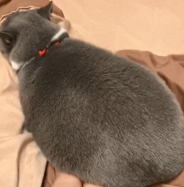 为什么猫咪上床前会舔毛,猫咪为什么上床声音那么大