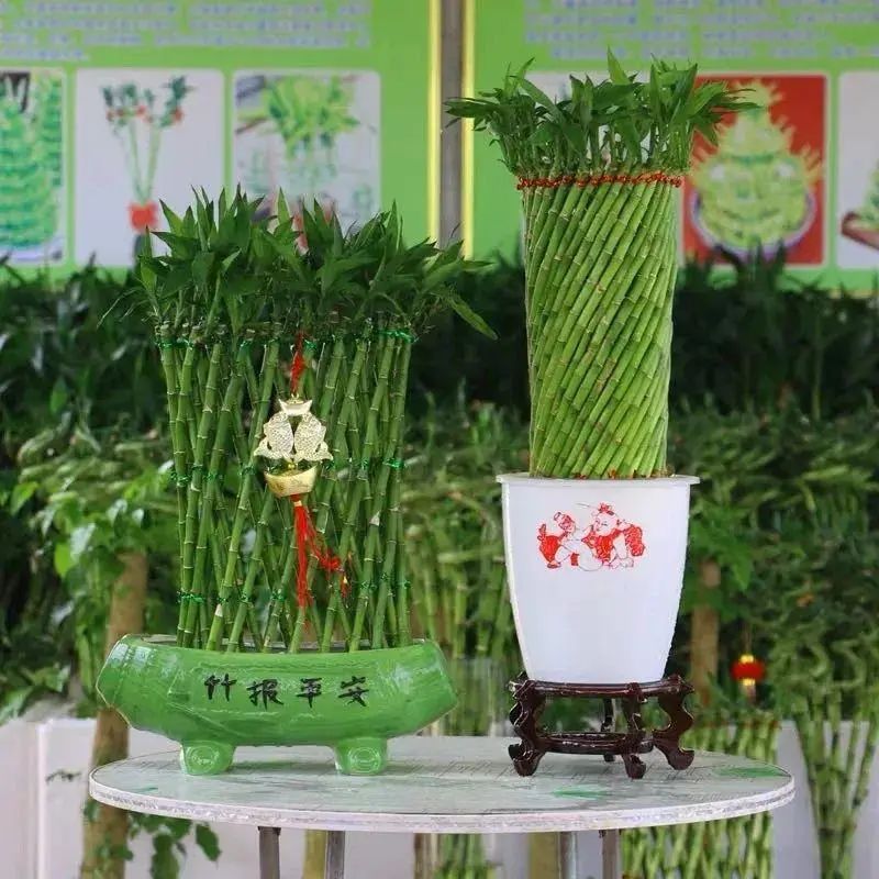 过年养什么盆栽花好看又好养,过年家里养什么水培植物好