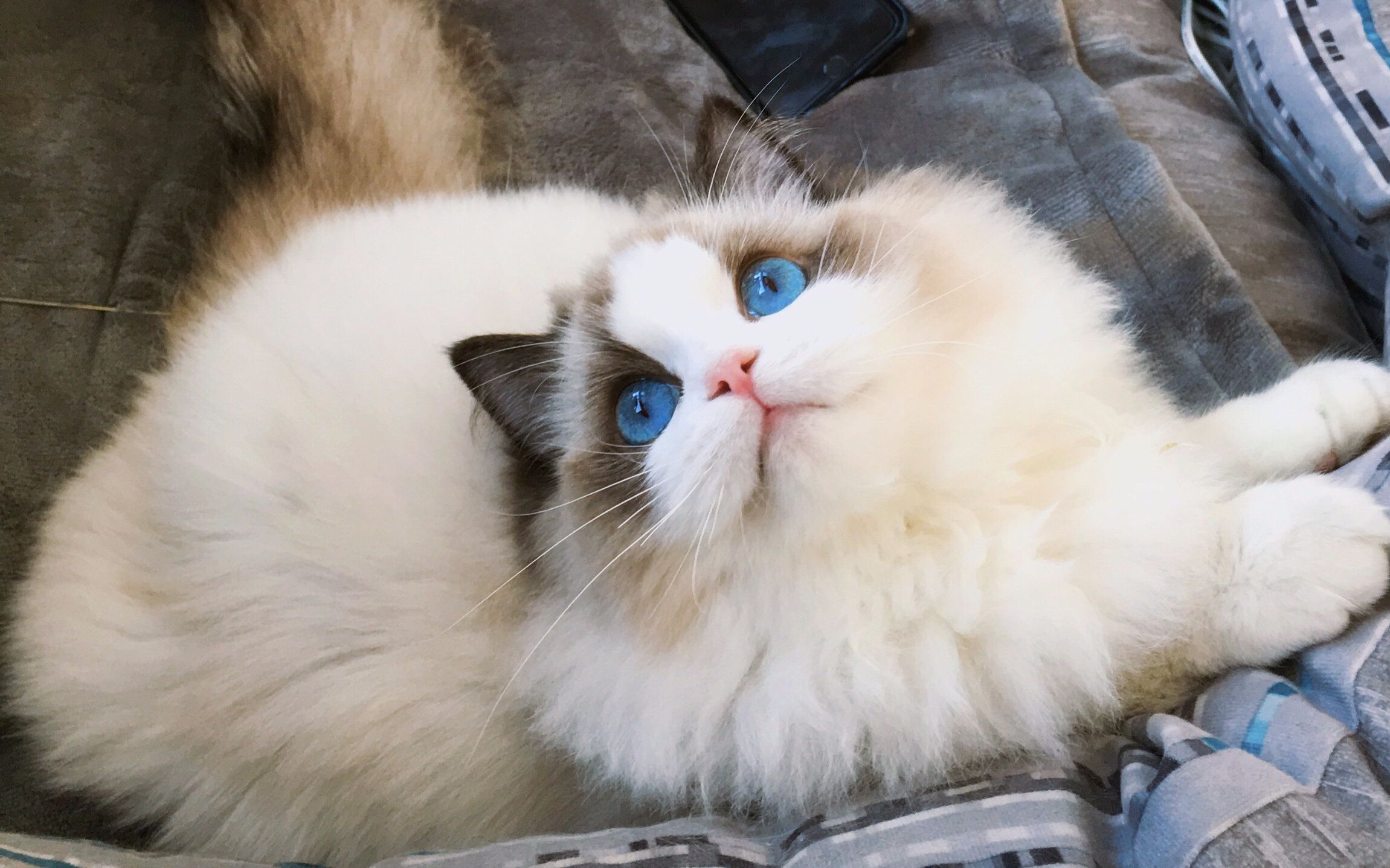 无攻击性的猫咪品种,最温顺的猫咪排行榜前十名