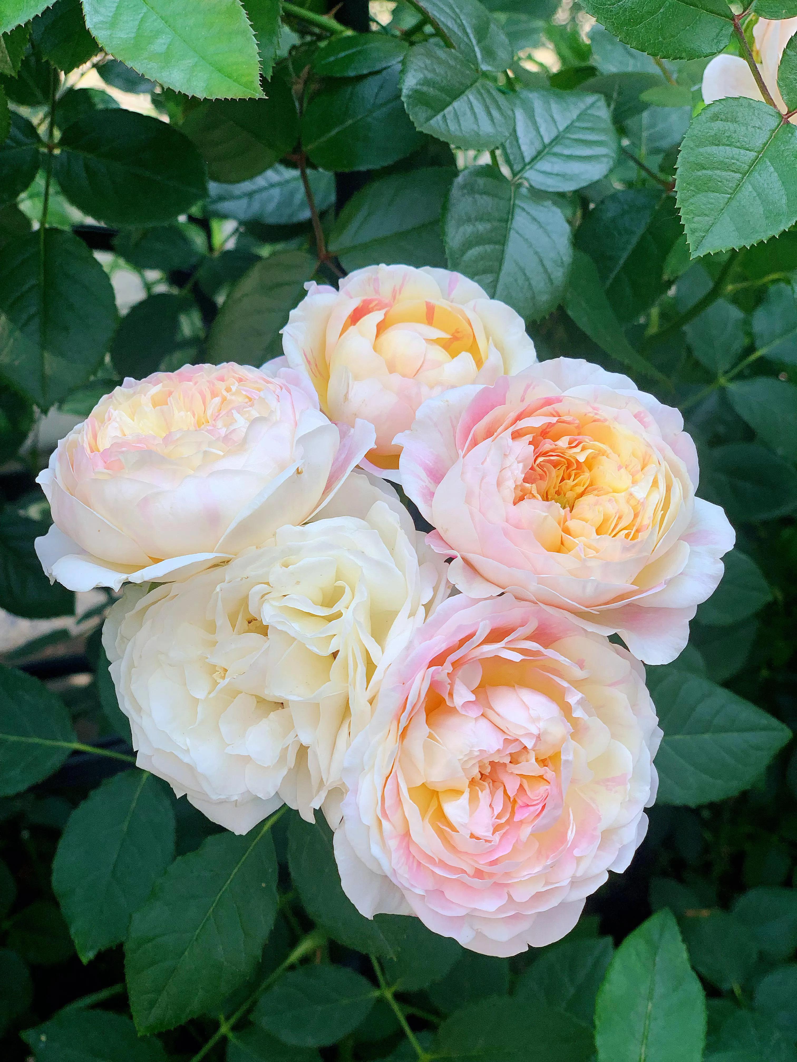 花期长又香的月季花园,花期超长又好养的经典月季