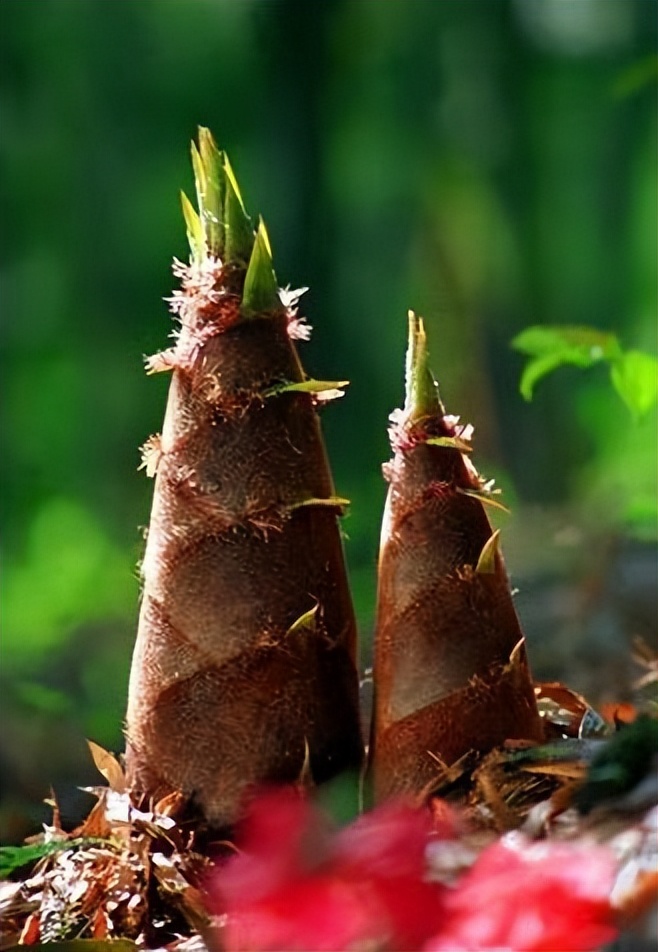 【原创】散文·江南春笋
