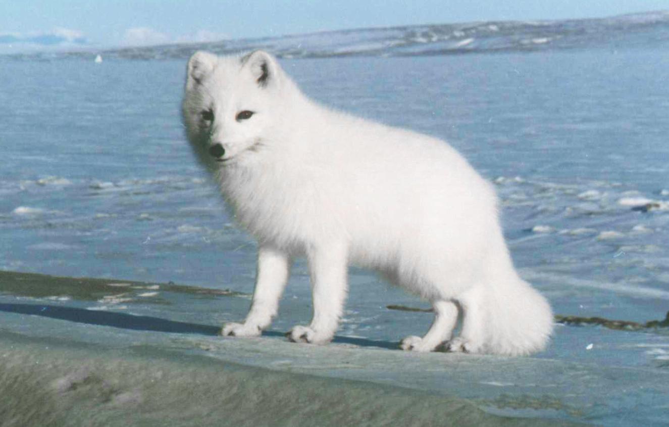 野外发现罕见的白狐,南京市民在路边捡到北极狐