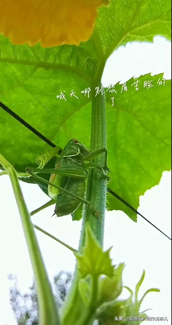 昆虫总动员壁纸,青草昆虫壁纸