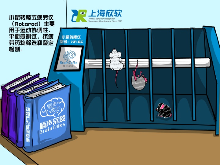 小鼠转棒疲劳测试仪,小鼠疲劳转棒实验步骤