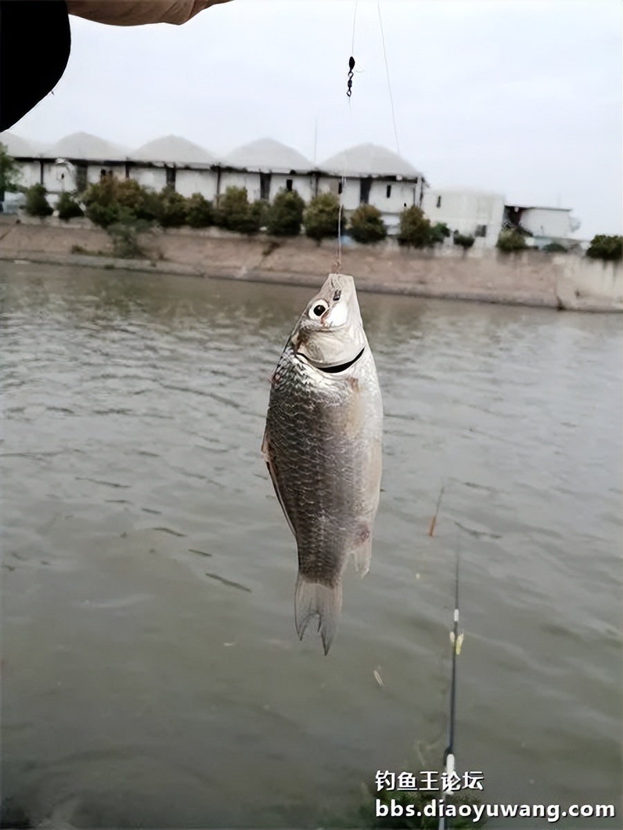 钓鱼王饵野钓破百尾