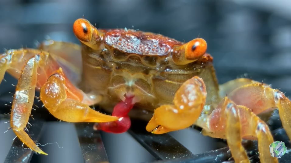 美国小哥在卧室建出一缸热带雨林，食物链环环相扣，太强了