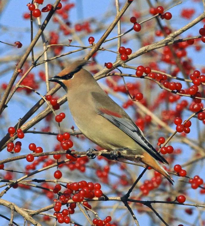 太平鸟图片大鸟,太平鸟图片大全高清壁纸