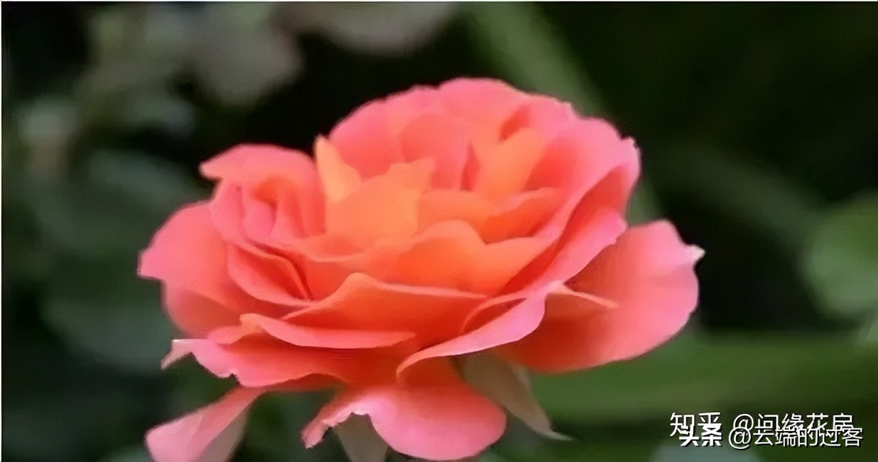 1到99朵玫瑰的含义图片,1到99朵玫瑰花语是什么