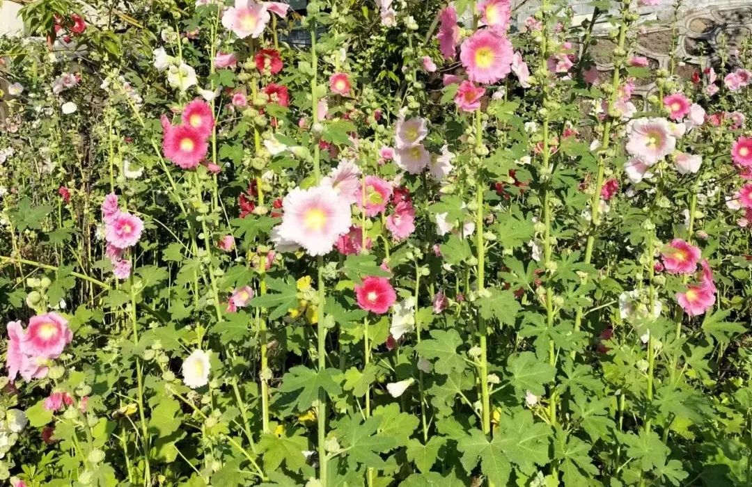 蜀葵属性,蜀葵生命力