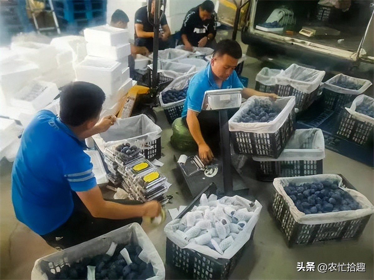 一斤20元跌到4元，跟风种到凉凉，如今又遇早采，消费者不买账