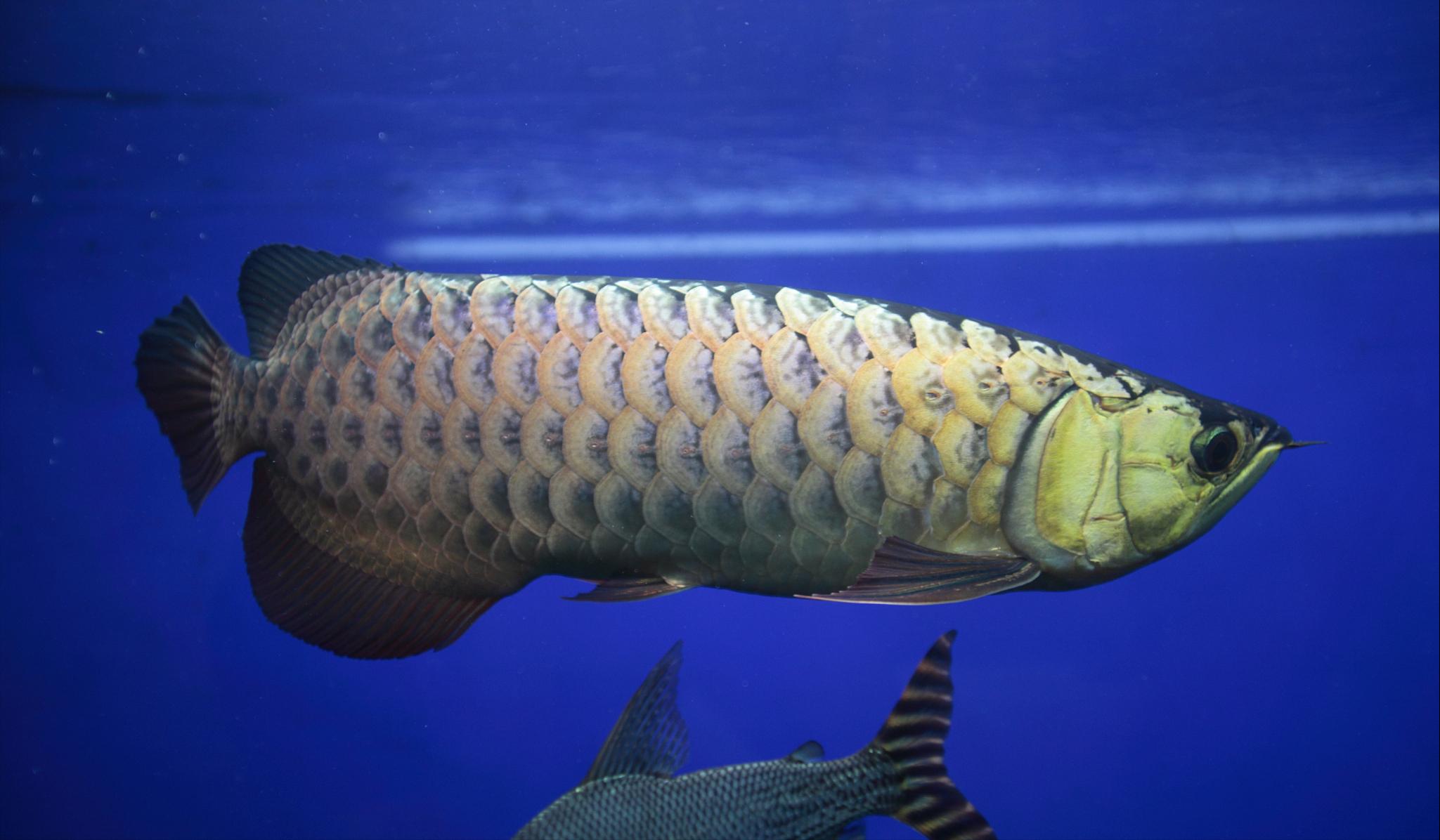 急救金龙鱼,如何救金龙鱼