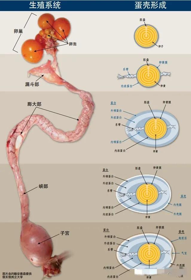 母鸡输卵管与肠道连接吗,母鸡输卵管炎症怎样治疗