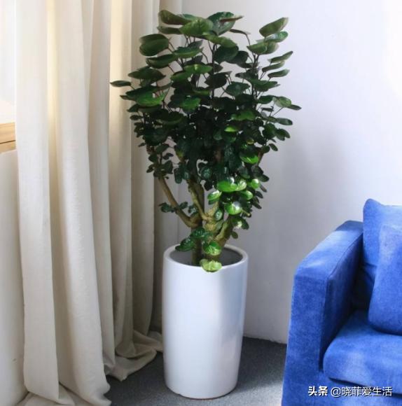 客厅养什么大型绿植最好看又好养,家里养什么绿植最好养又招财客厅