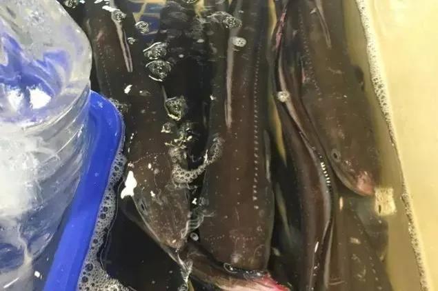 鱼类食材大全名称图片,鱼类菜谱大全100种