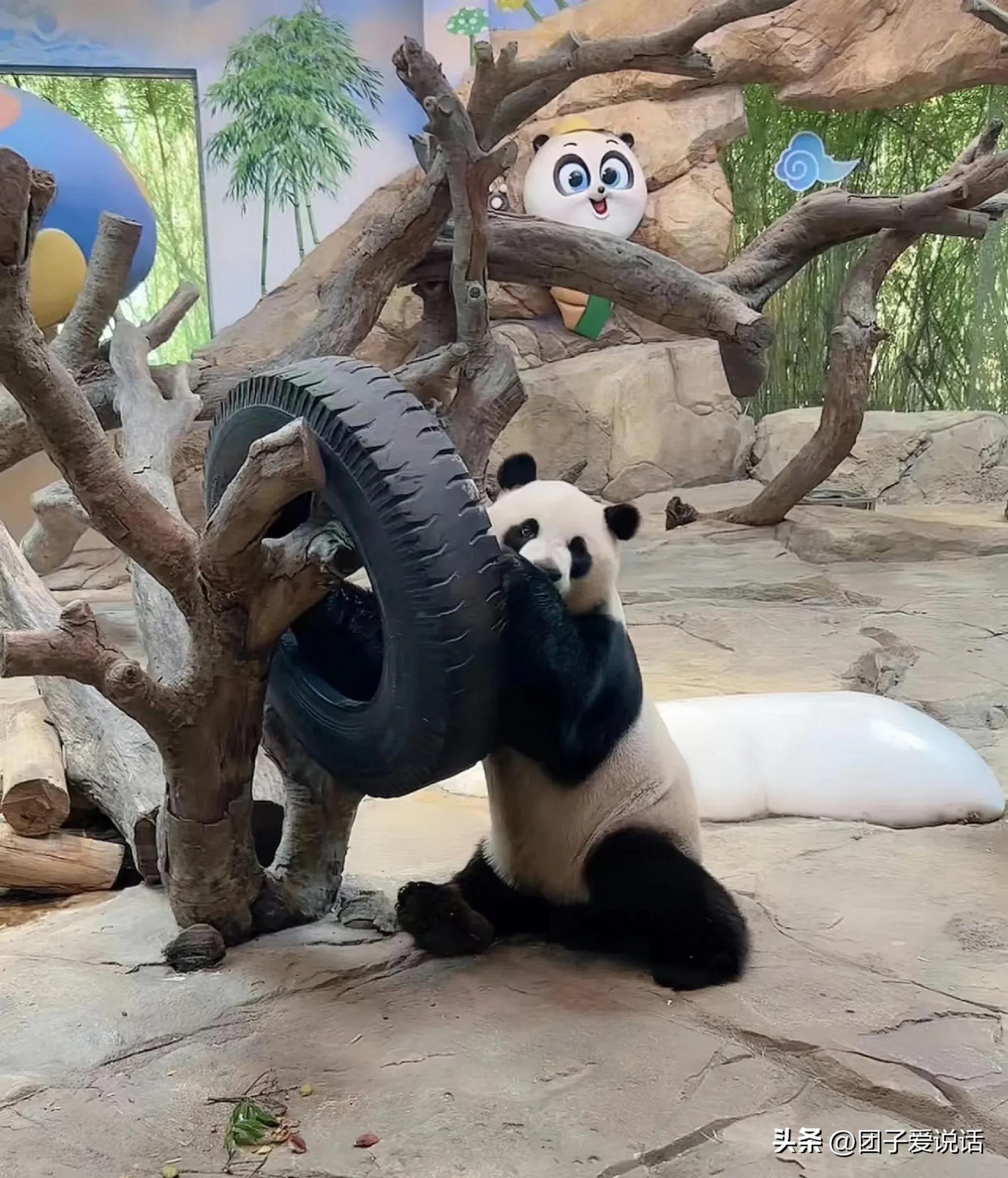 广东广州长隆动物世界看大熊猫,认识成都大熊猫