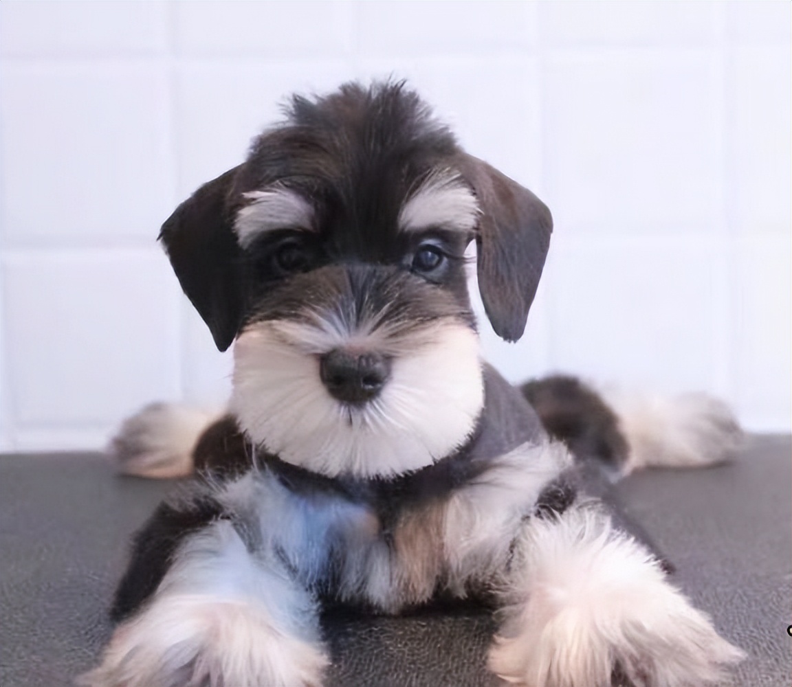 雪纳瑞断尾有什么好处,养雪纳瑞犬的好处和坏处