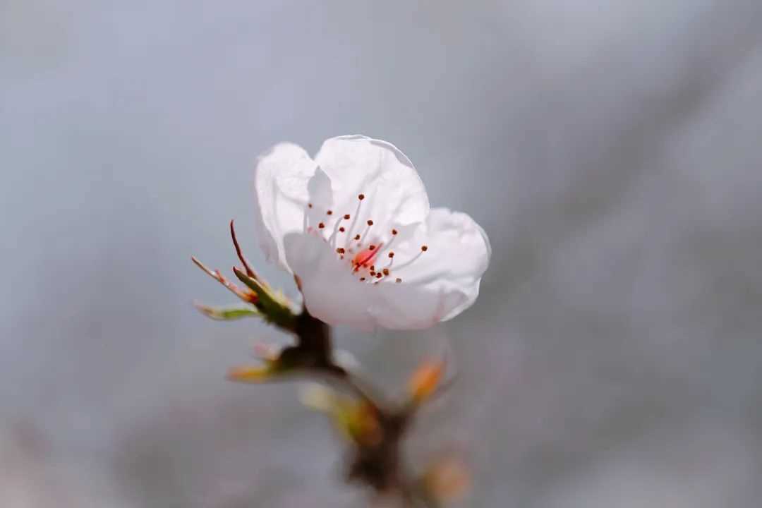 叙利亚美女第一次来中国上海,叙利亚美女旅游