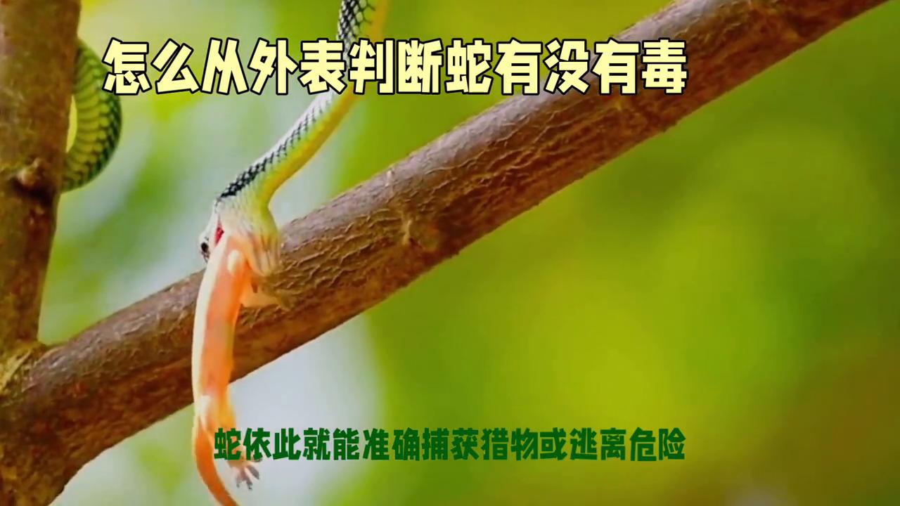 被蛇咬了怎么分辨蛇有毒没有毒,被咬了怎么分辨有毒蛇还是无毒蛇