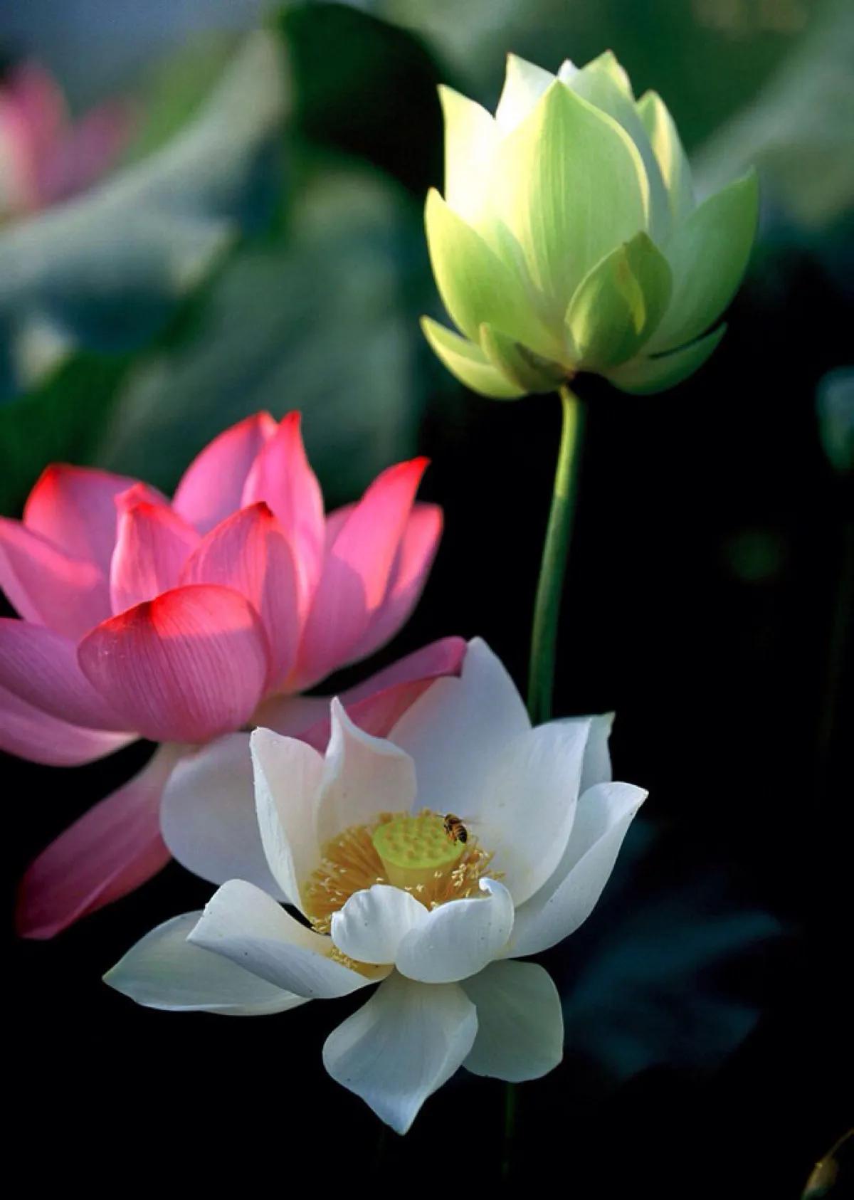 春树的人生格言书籍,人生书籍里的经典语录大全