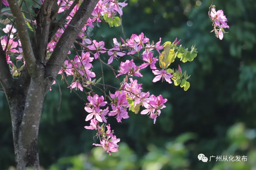 两人从化两天一夜游玩攻略,去从化玩的攻略