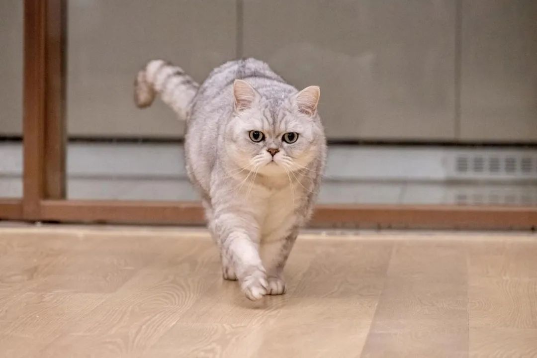 尼康z系列挂机镜头,尼康z24-200和24-120哪个好