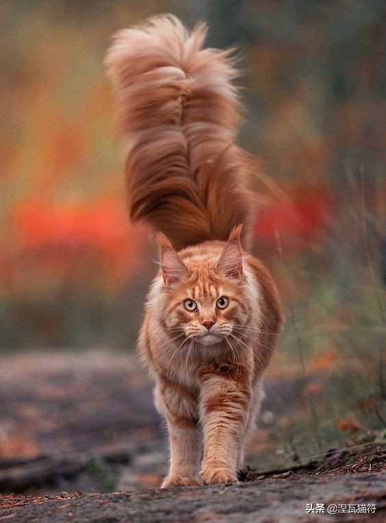 缅因库恩猫银虎斑,缅因猫浅银虎斑