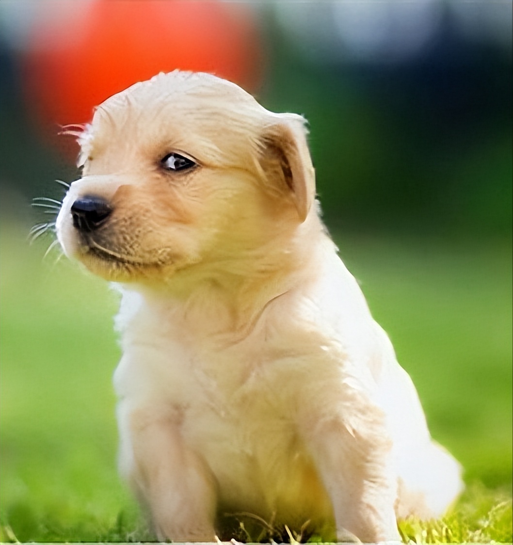 怎么养幼犬狗,幼犬好养还是成年狗好养