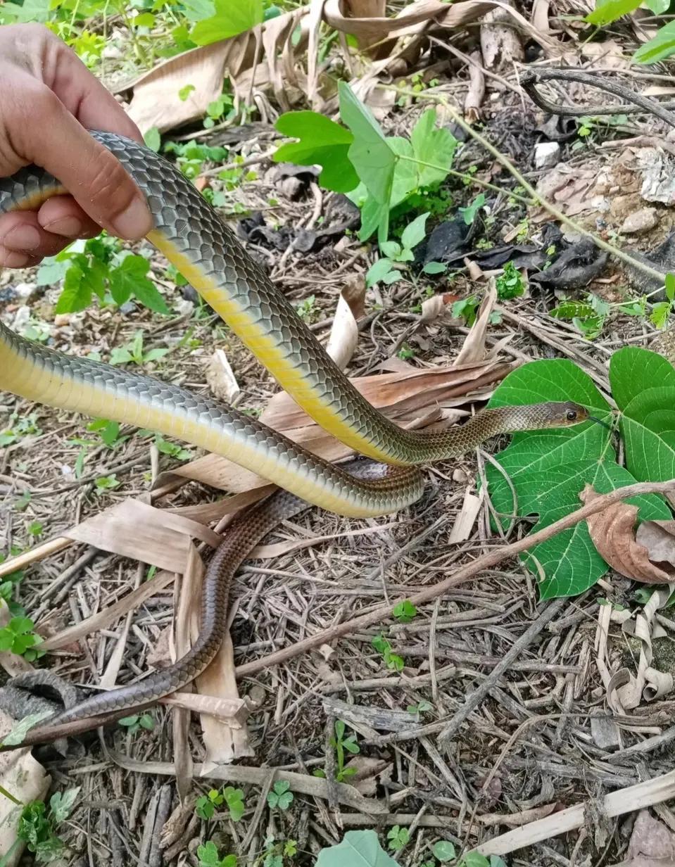 滑鼠蛇厉害还是眼镜蛇厉害,农田判断眼镜蛇的方法