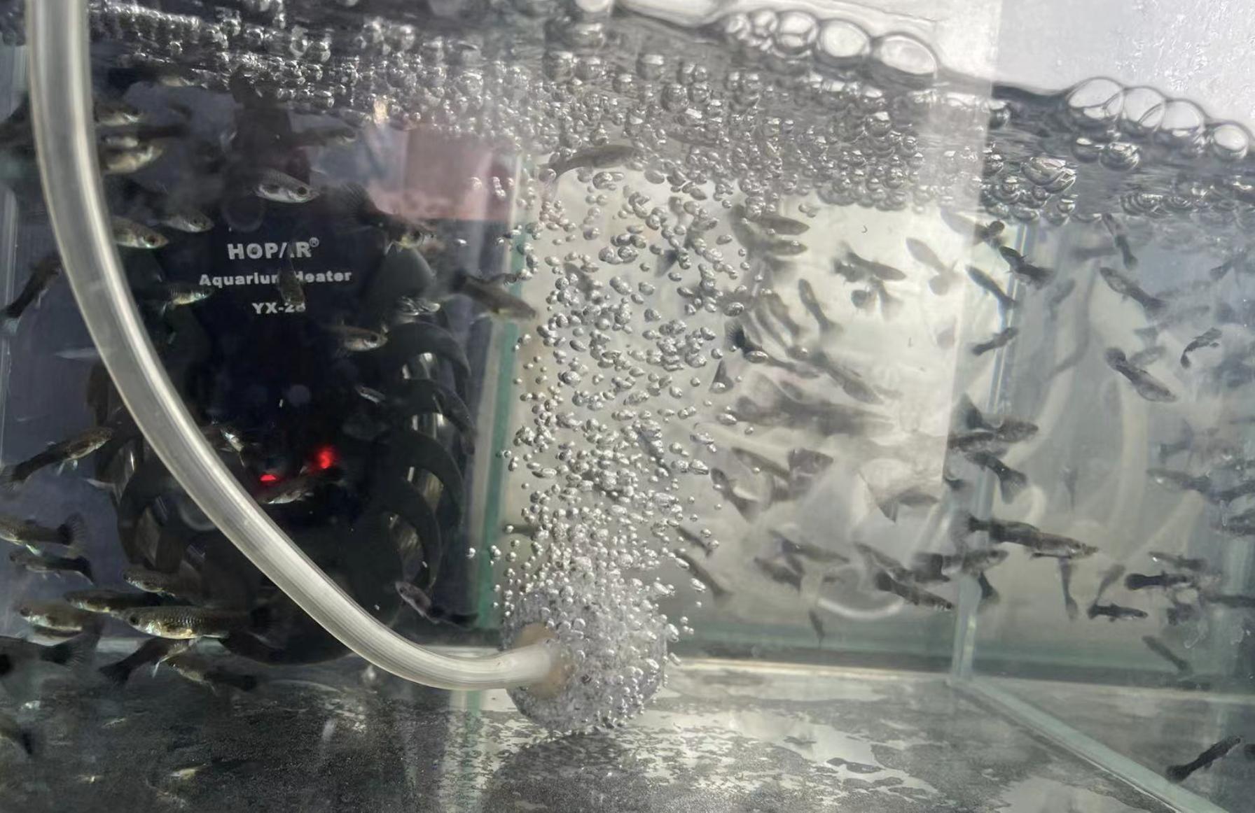 孔雀鱼的幼鱼饲养方法视频,孔雀鱼的幼鱼饲养方法