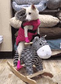 搞笑gif开心一刻这大概就是爱情吧,搞笑gif为了胜利我将不择手段