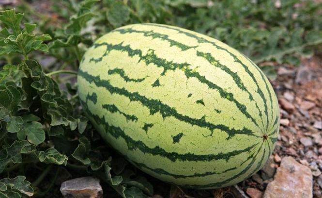 甘肃这边的水果,甘肃的水果少吗