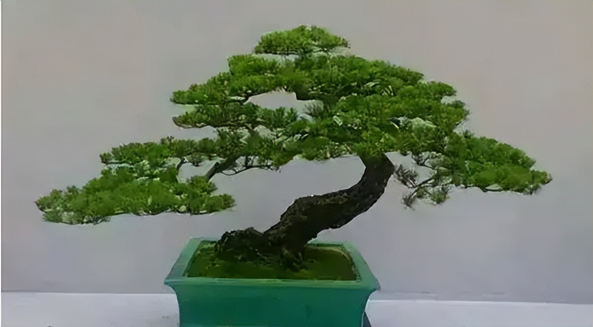 新手松树盆景制作,盆景铝线怎么蟠扎松树盆景