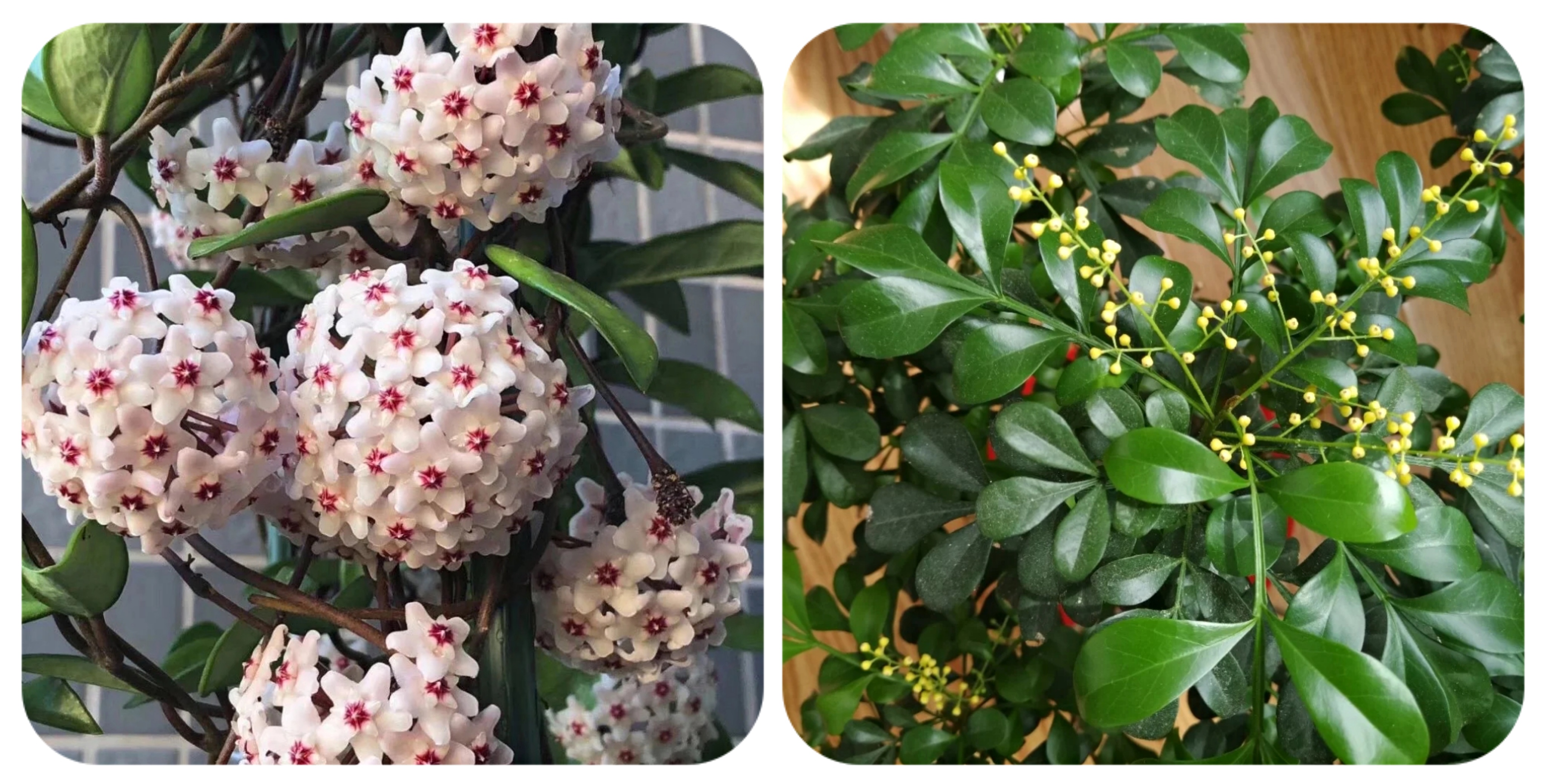 阳台上可以种什么蔬果,阳台上适合种的蔬果