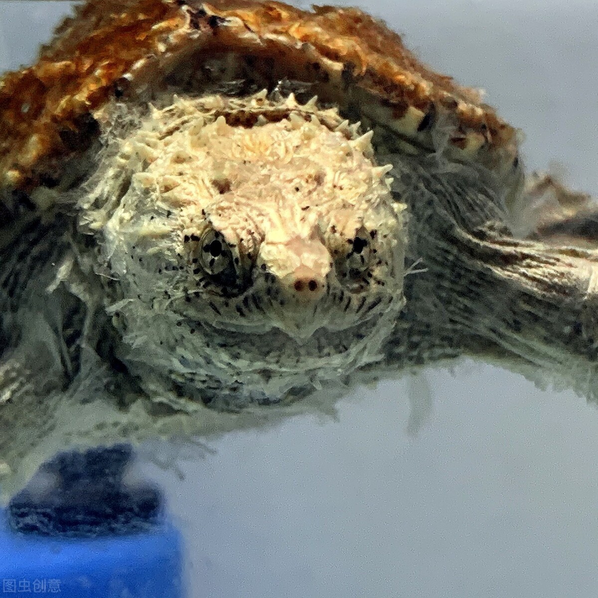 黄化佛鳄跟原色佛鳄选育,佛鳄和北美鳄苗子怎么区分