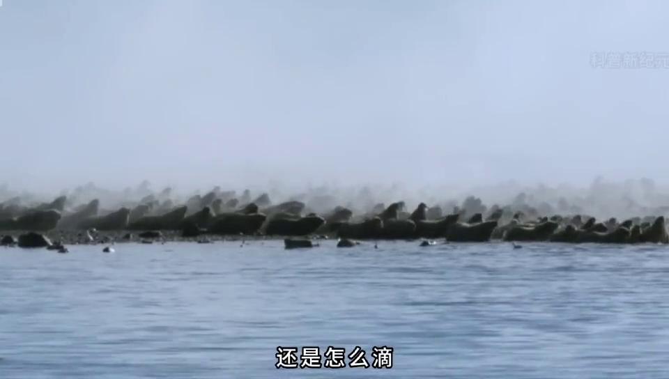 上帝给这只熊开了一个致命的玩笑。#科普一下