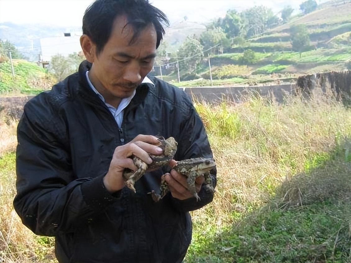 抓8000只蟾蜍，江苏男子获利近百万，背后是怎样隐蔽的“黑产”？