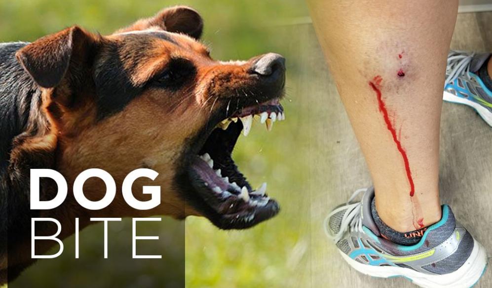 大狗禁养品种,大狗不让养只能送人