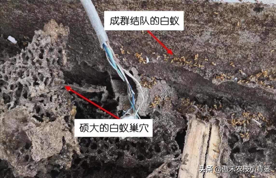 白蚁如何处理和防治,白蚁最佳防治方法