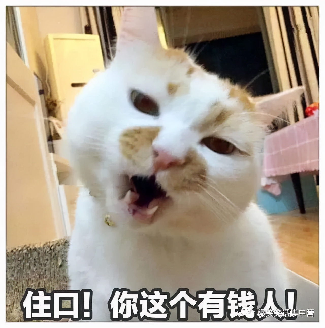 幽默风趣的俏皮句子句句都是笑点,六年级小品碰瓷幽默风趣笑点极高